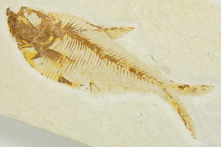 Fossil Fish (Diplomystus) - Wyoming #355670